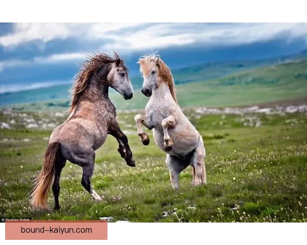帕雷德斯国家队竞争形势分析：中场位置面临激烈争夺